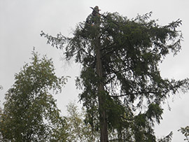 Удаление деревьев в Обнинске